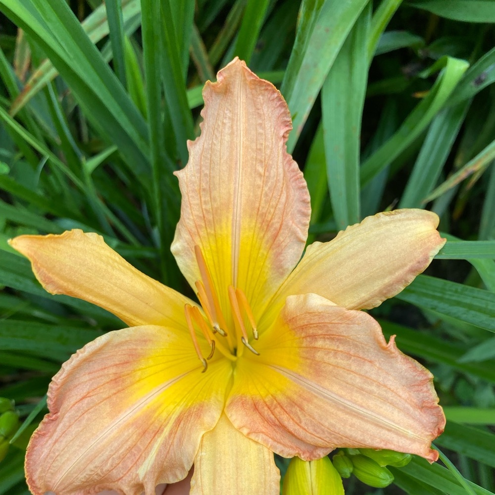 Meet your Posher, Elisabeth